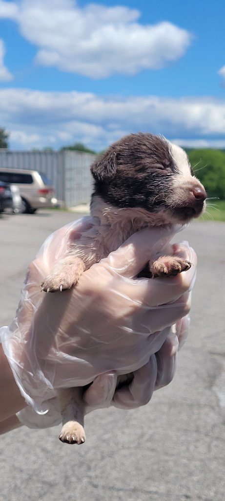 woman holding a tiny puppy