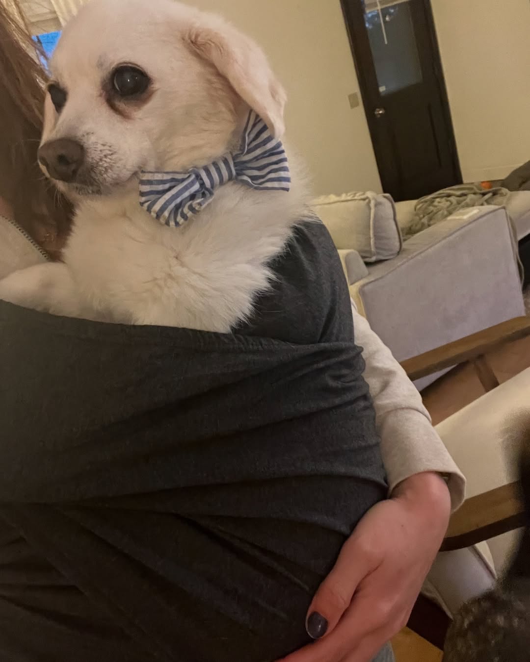 woman holding a tiny white dog