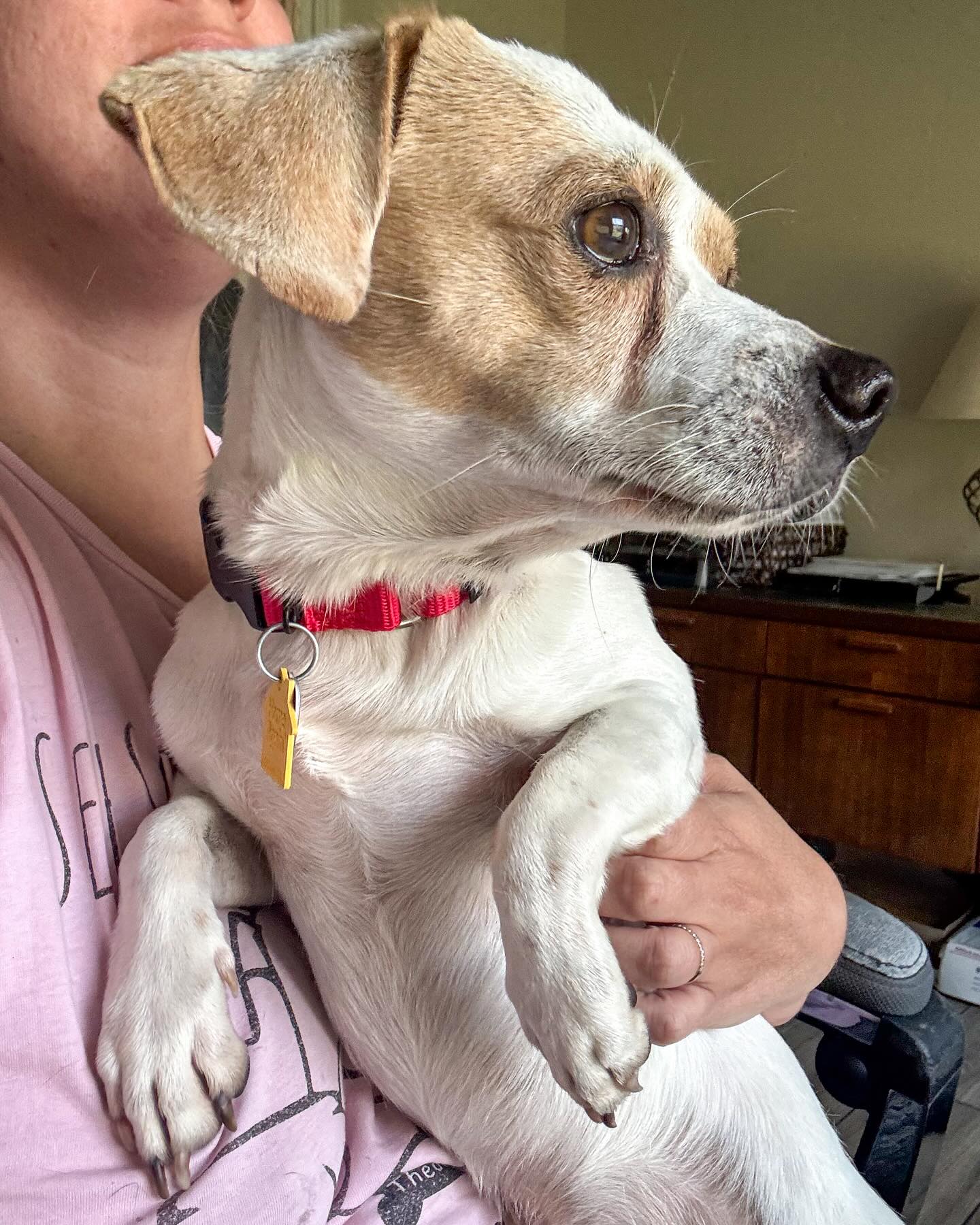 woman holding adopted dog