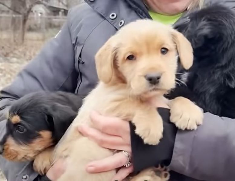 woman holding puppies