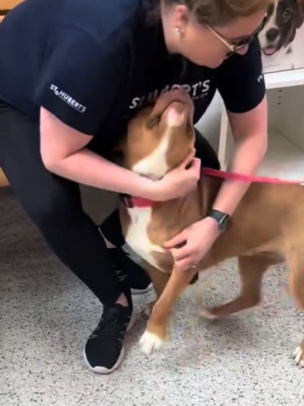 woman hugging a brown dog