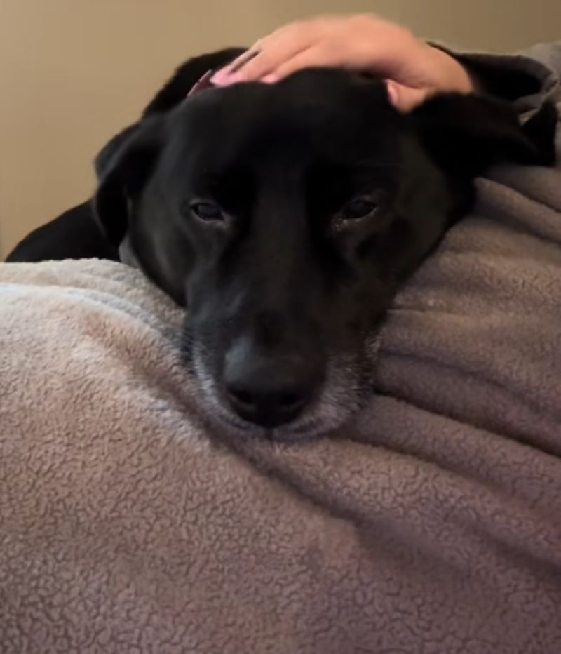 woman petting a black dog