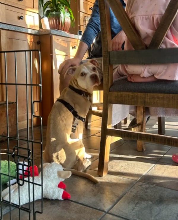woman petting a dog
