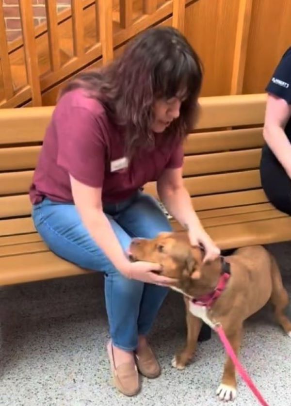 woman playing with brown dog
