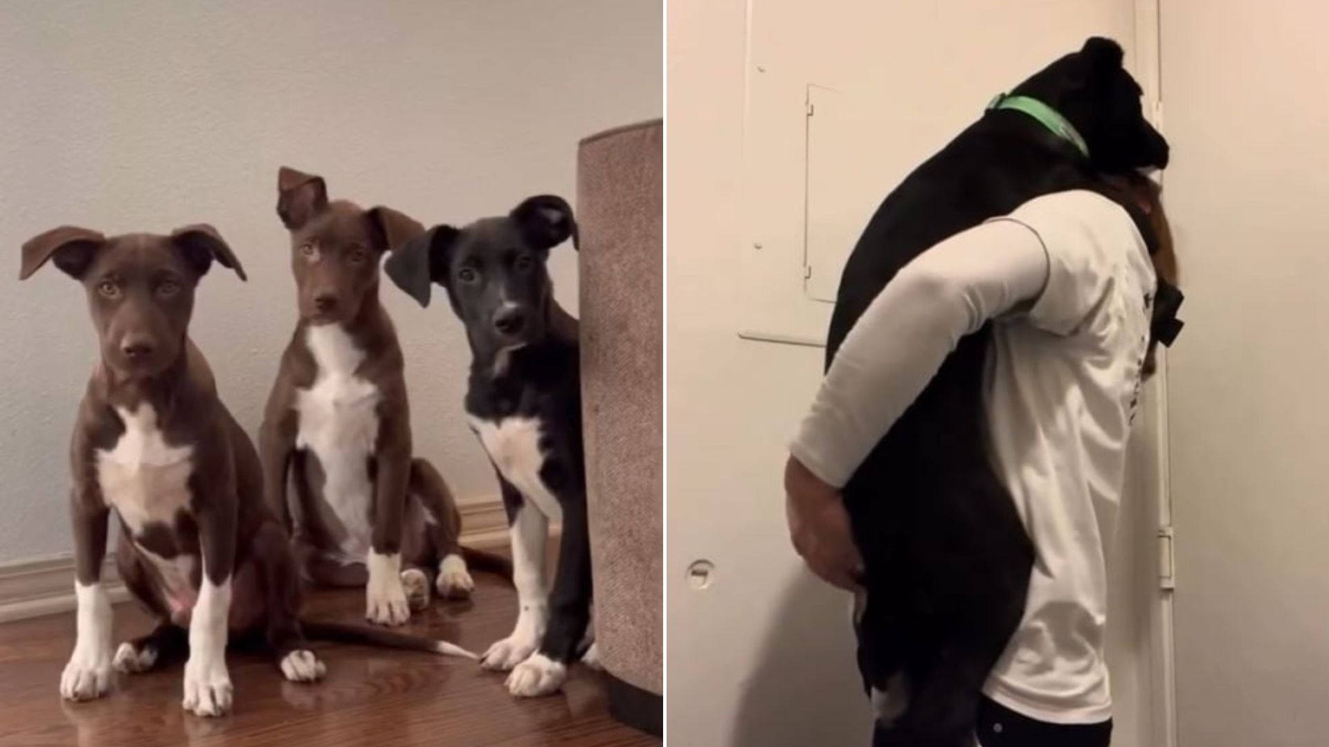 three adorable puppies