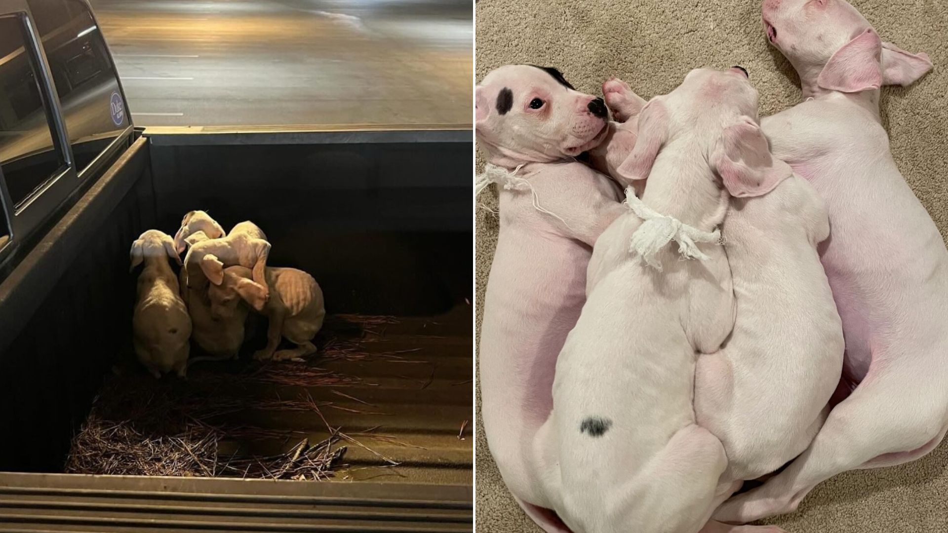 A Georgia Resident Was Going Home When He Spotted Four Malnourished Puppies Abandoned In His Truck
