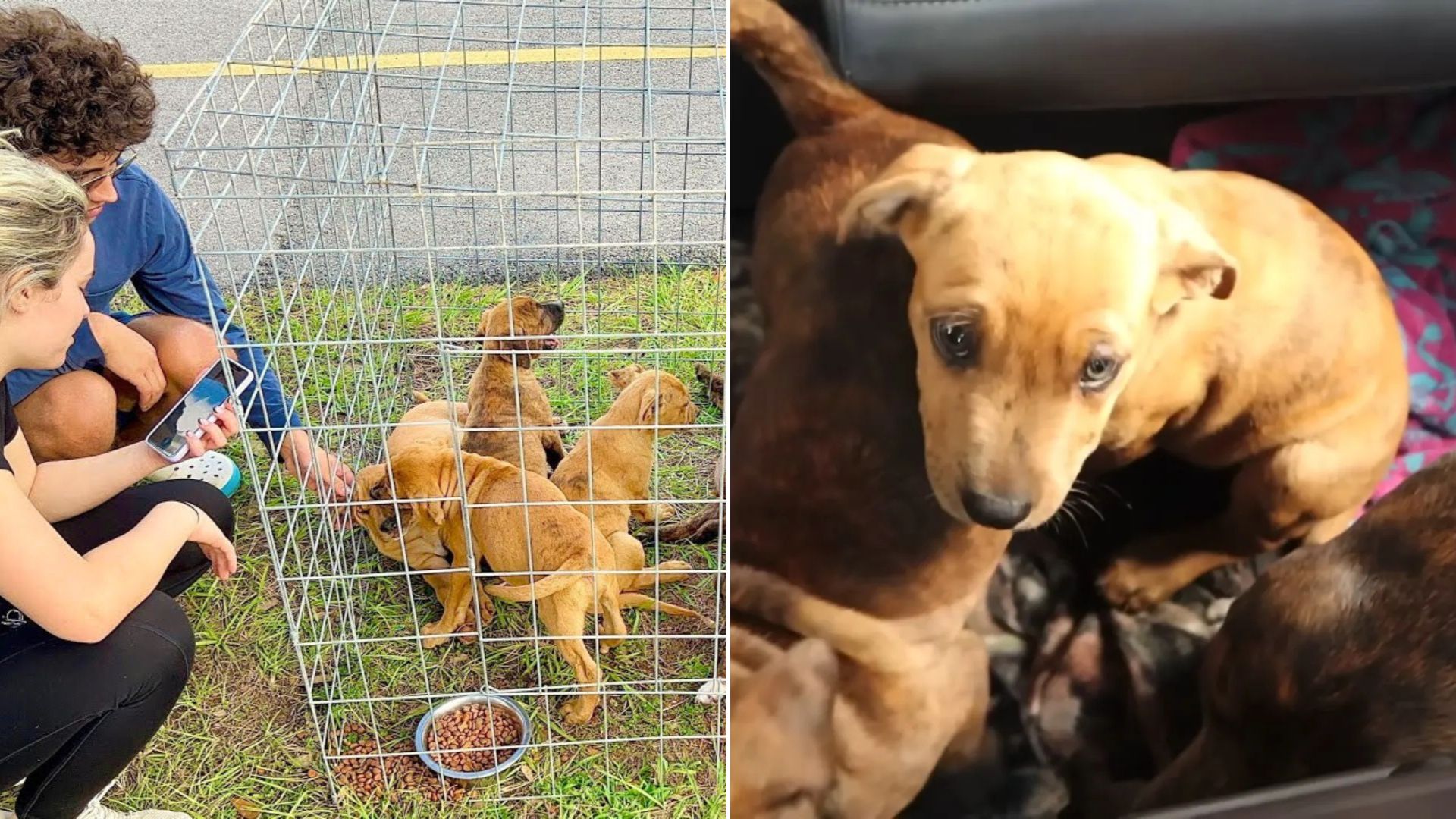 man saves litter of puppies