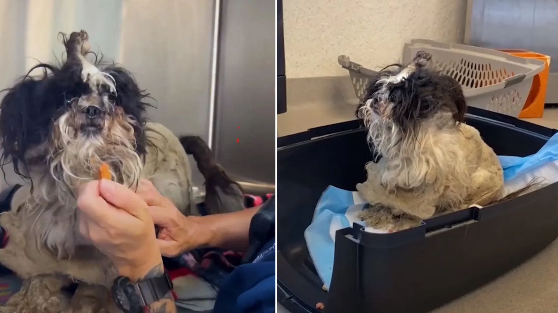 matted pup