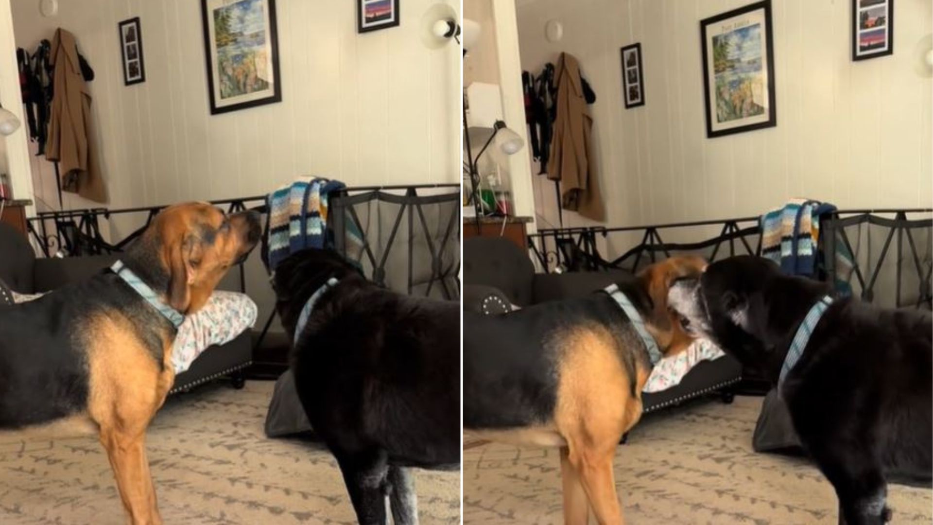 A Mischievous Bark In Michigan Reveals The Sweetest Bond Between A Puppy And His Deaf Sister