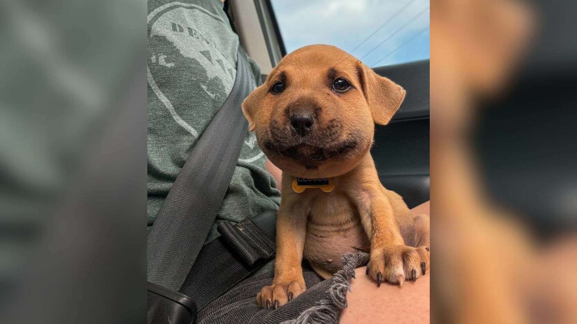 dog with swollen face