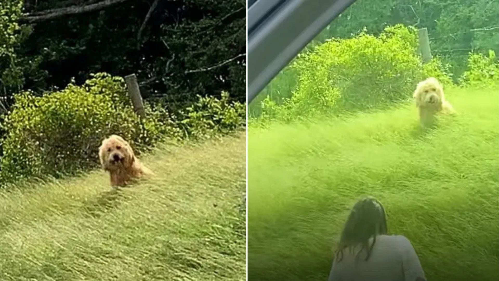 Dog in tall grass