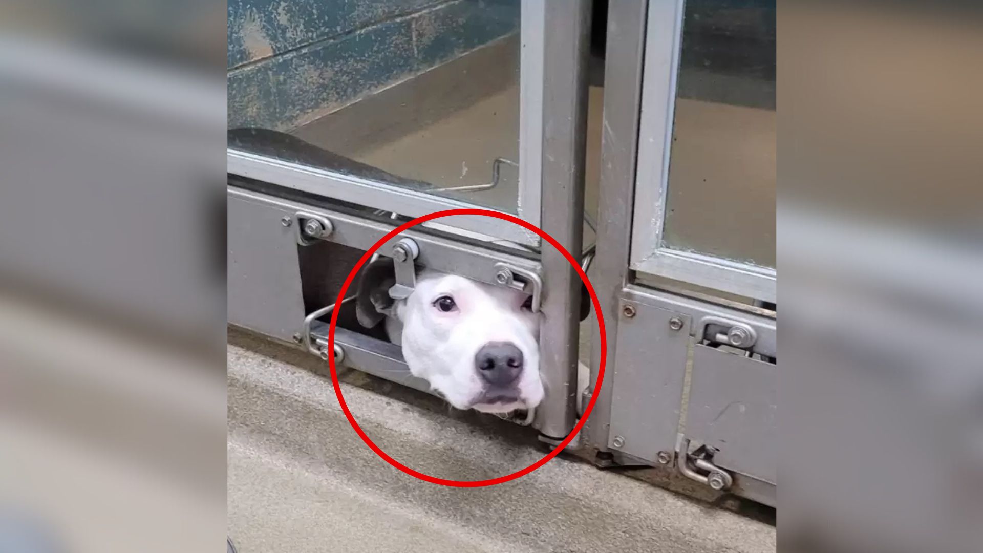 Dog watches his friends get adopted