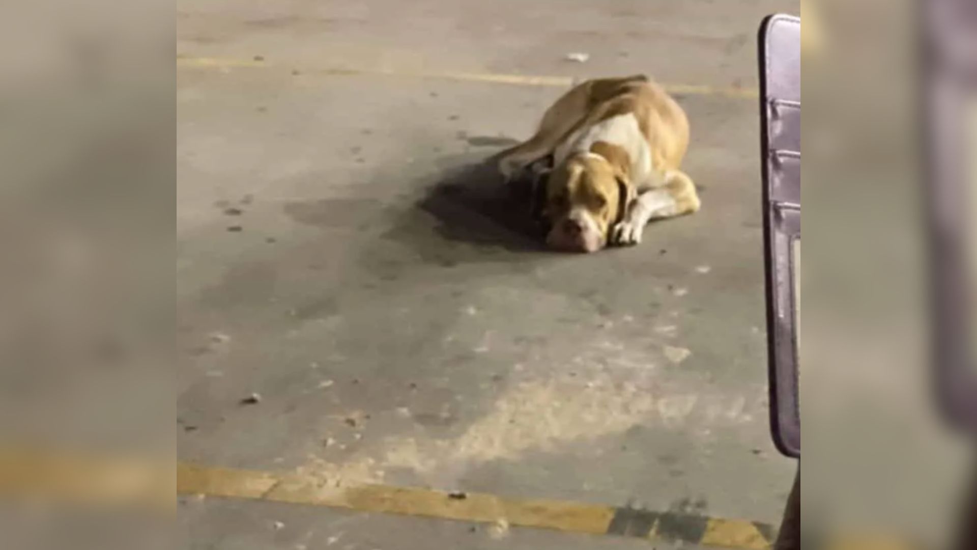 Texas Stray Dog With Shocking Secret Finds A Second Chance At Just The Right Moment