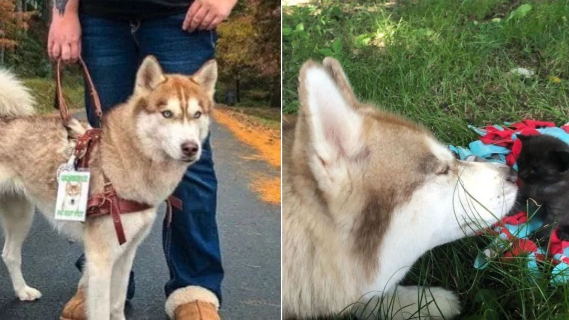 A Walk In The Woods With A Georgia Therapy Dog Turns Into A Surprising Discovery