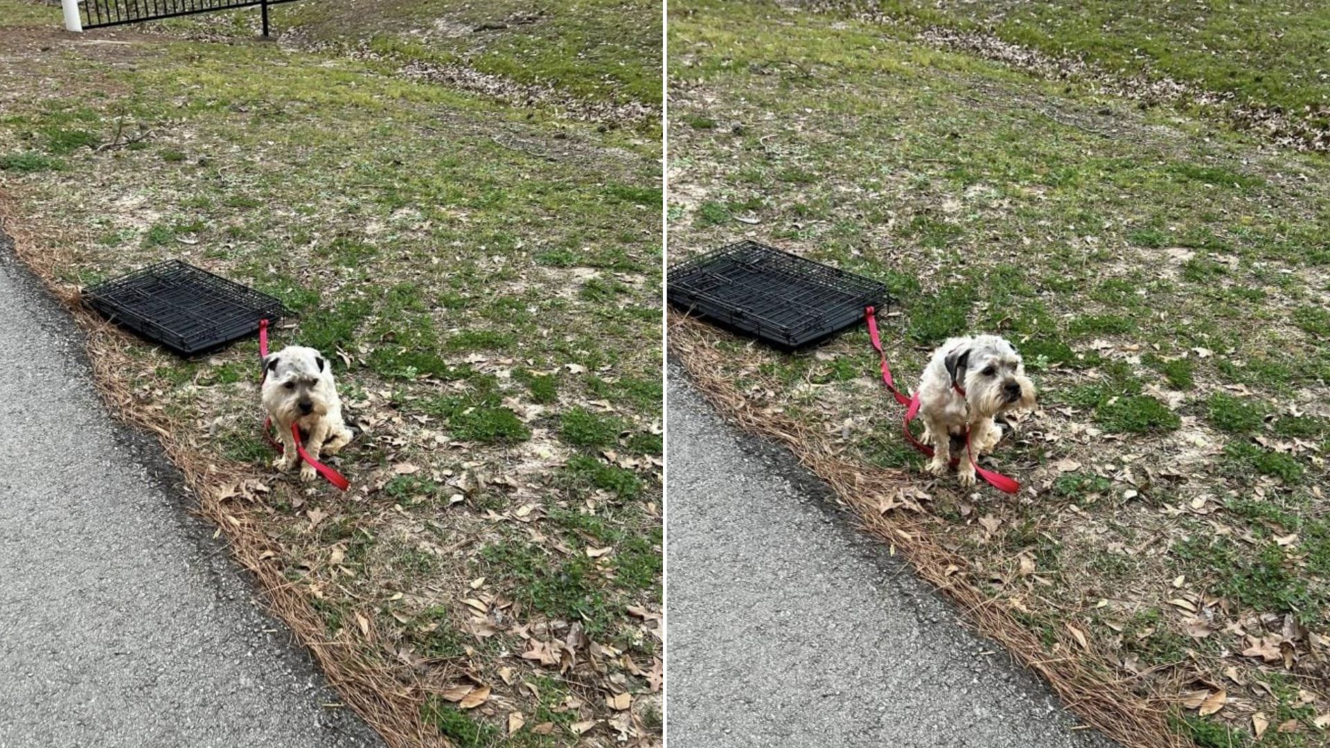 A Woman’s Kindness Transforms The Life Of A Lonely Pup Abandoned In A Texas Park