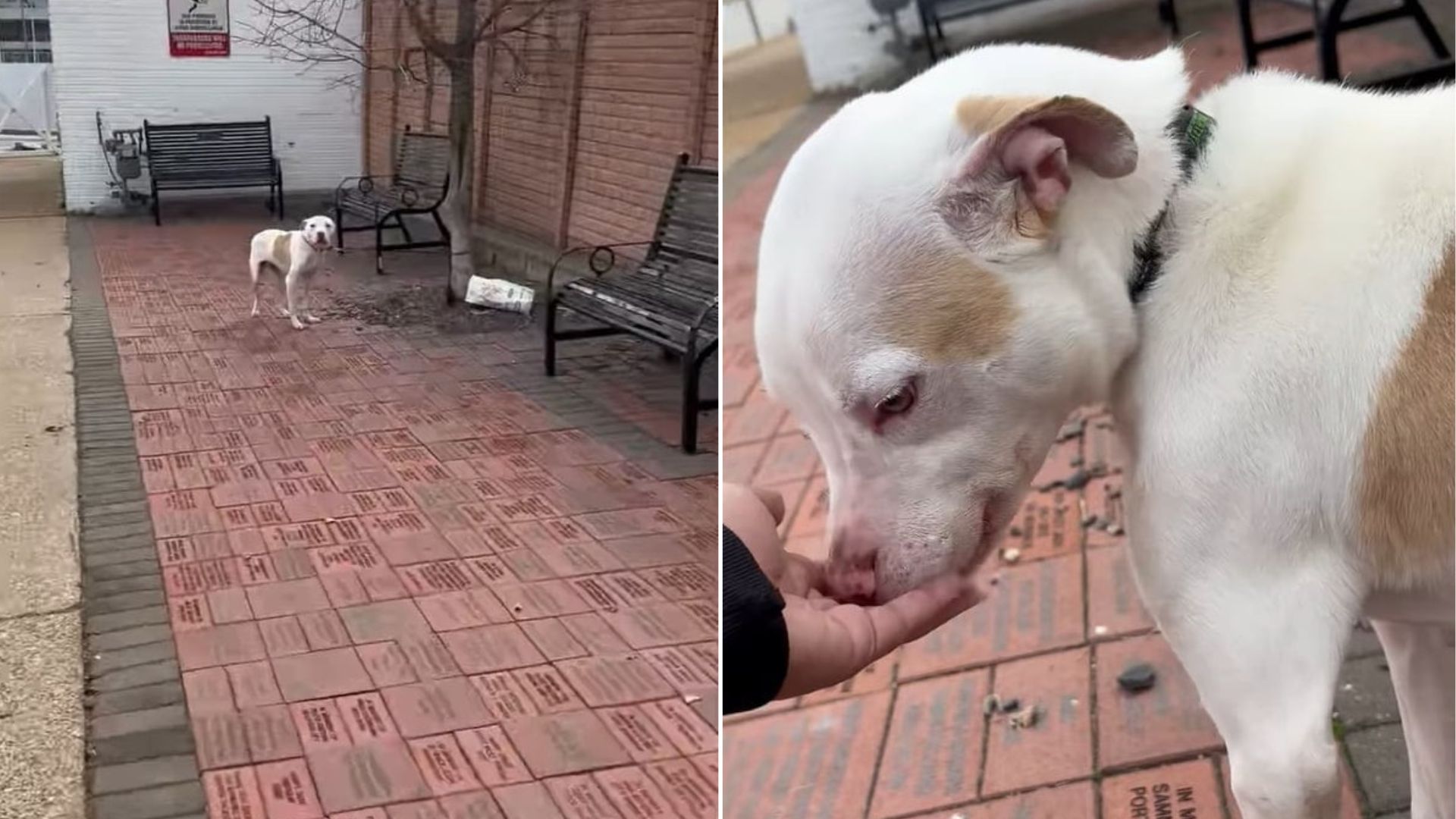 Abandoned Dog Cruelly Tied To A Tree In Missouri Can’t Contain Happiness After Being Found
