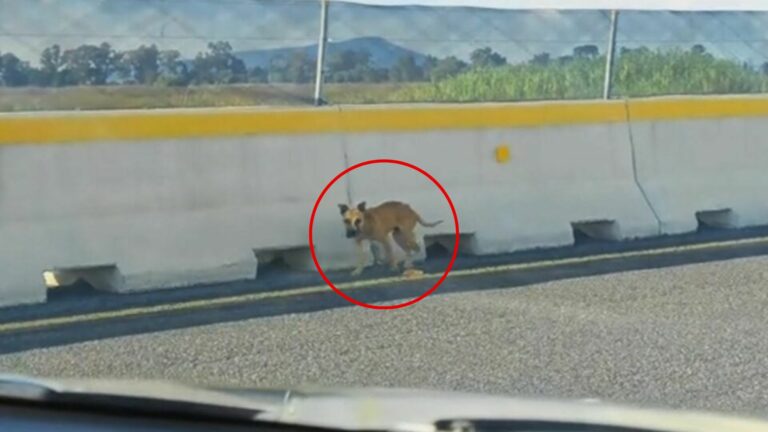 abandoned dog
