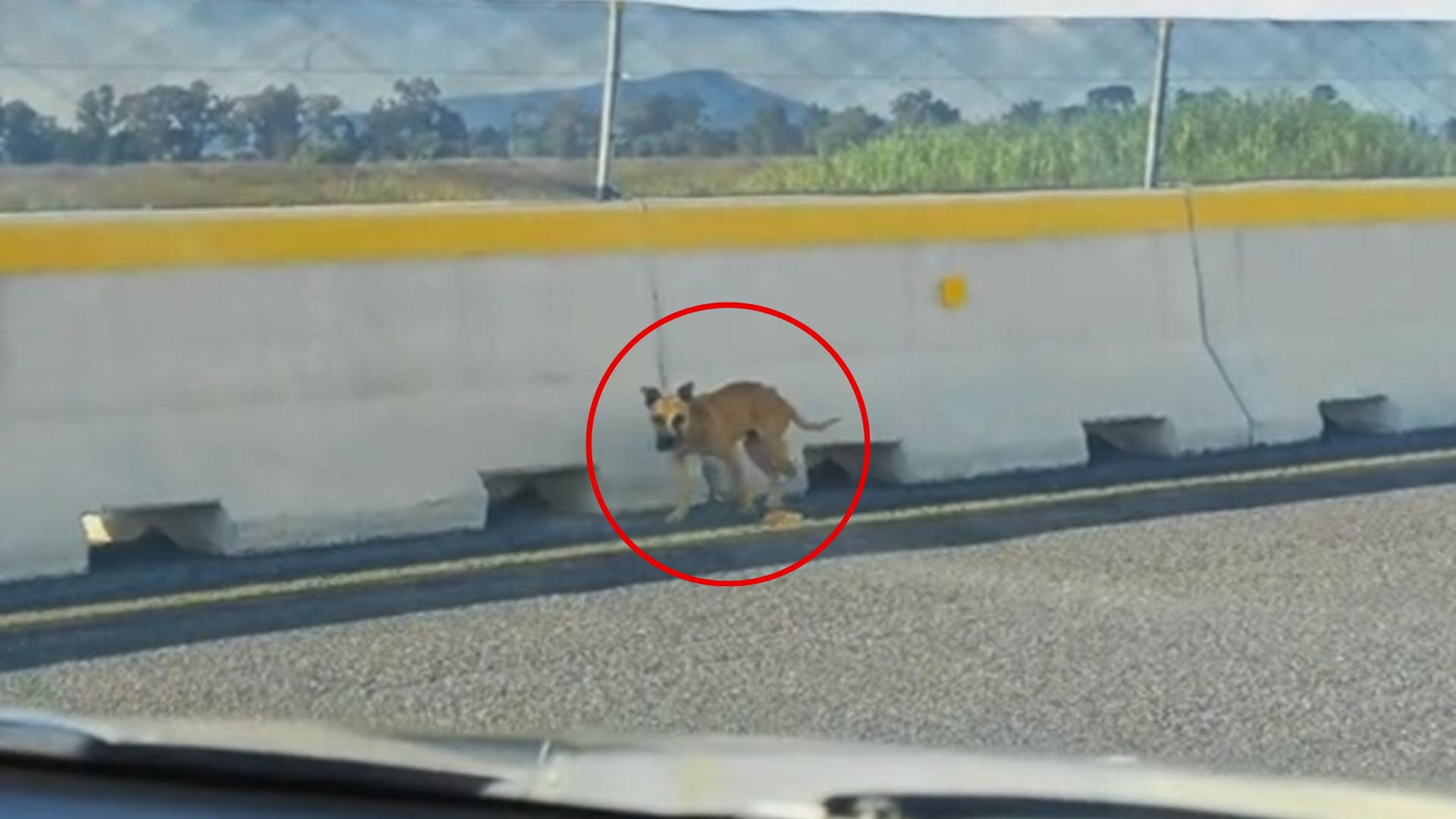 abandoned dog