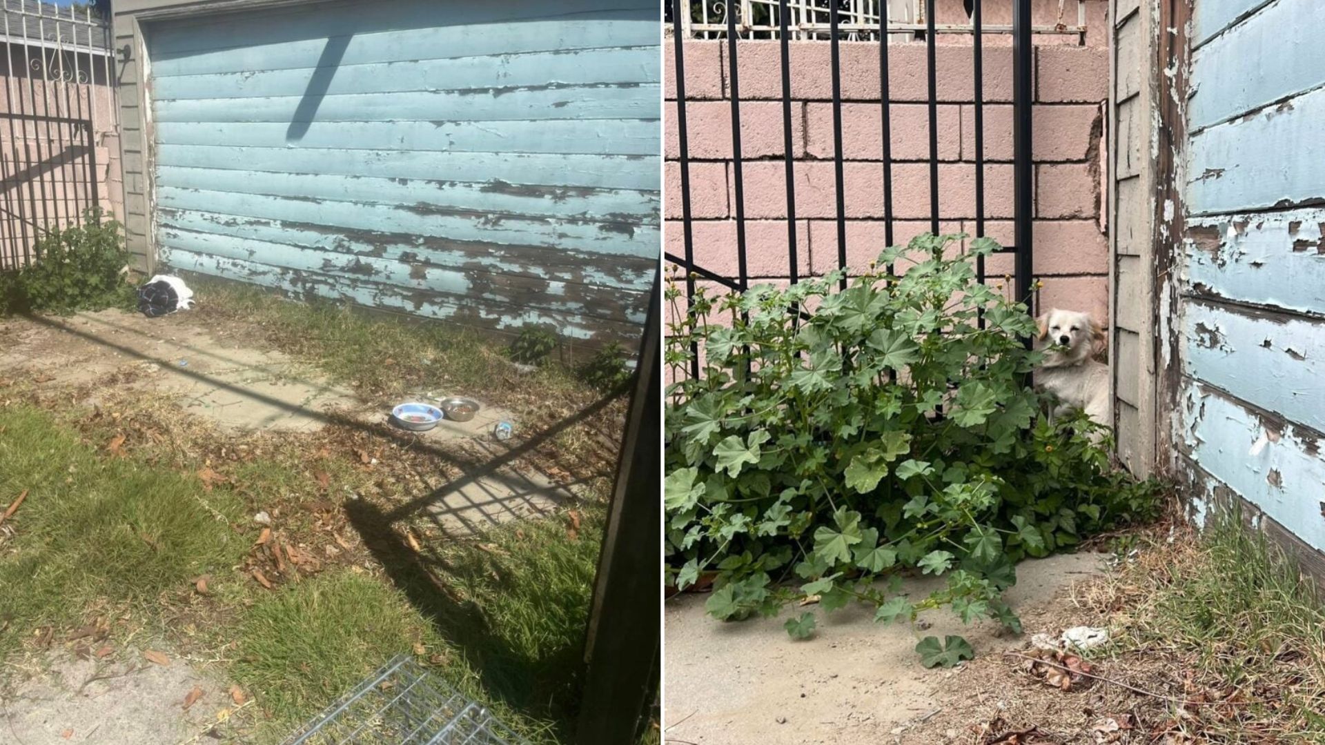 Abandoned In A California Alley, Three Puppies Refused To Let Go Of Each Other