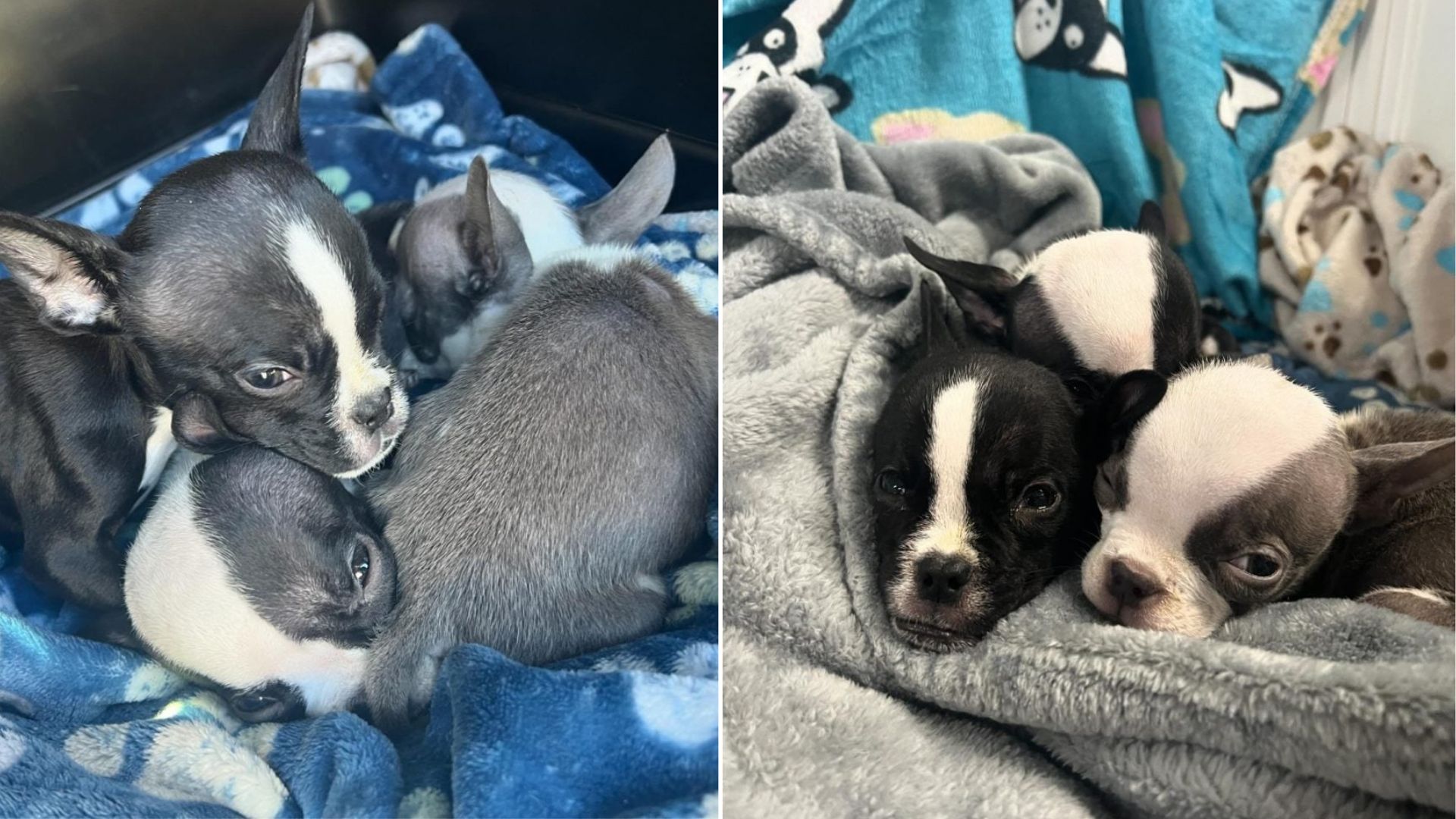 Abandoned puppies