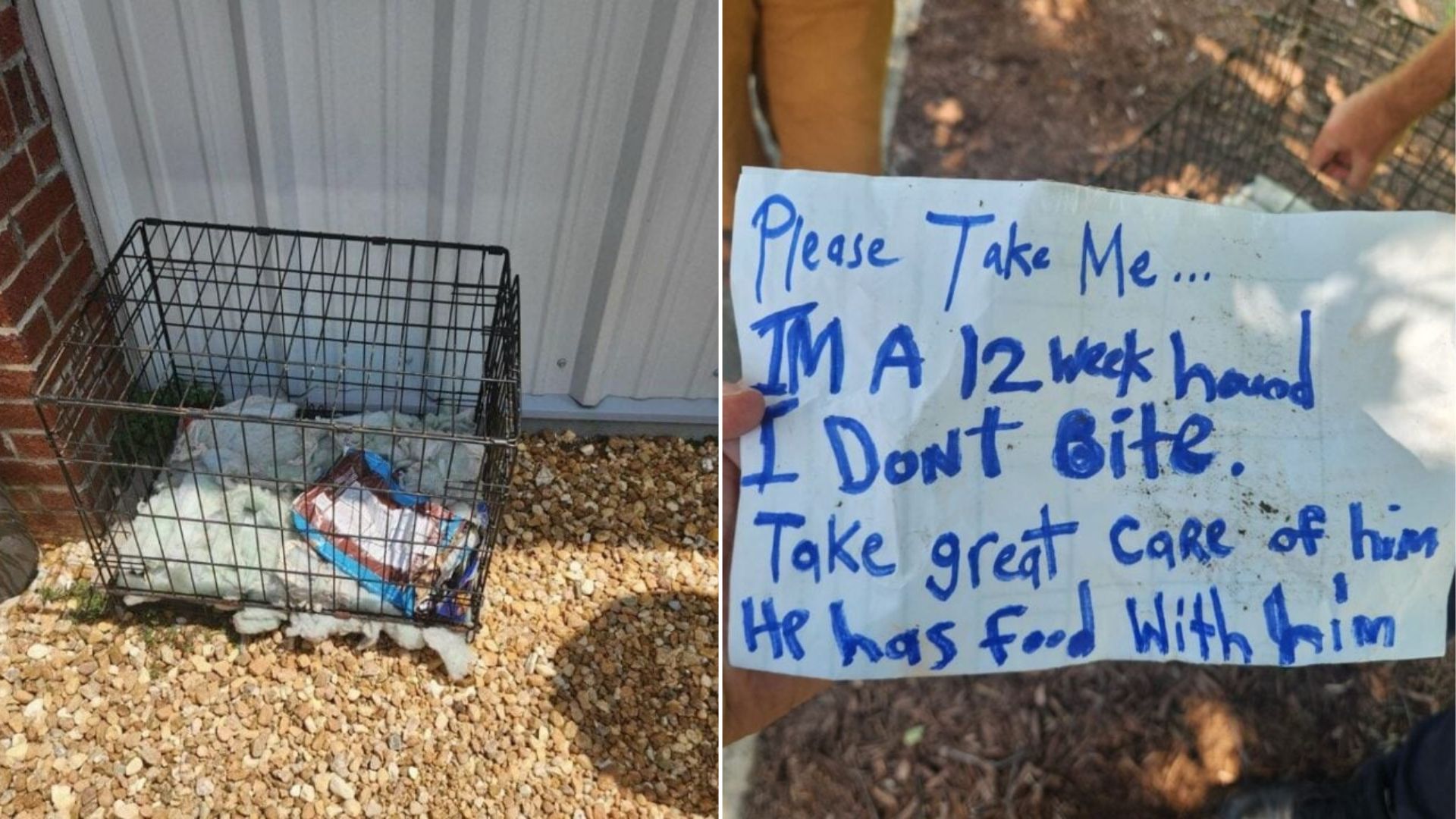 abandoned dog
