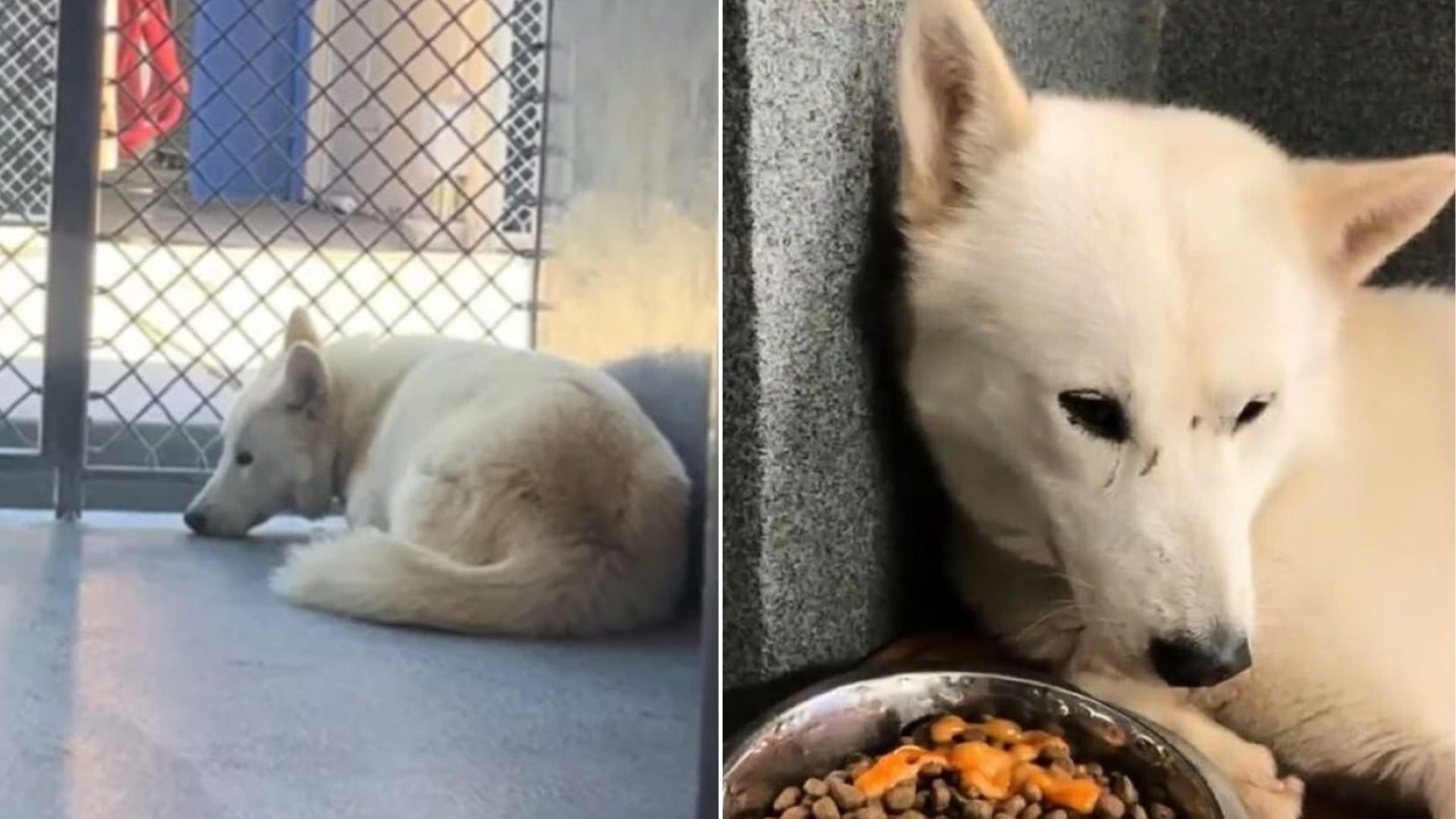 scared white dog