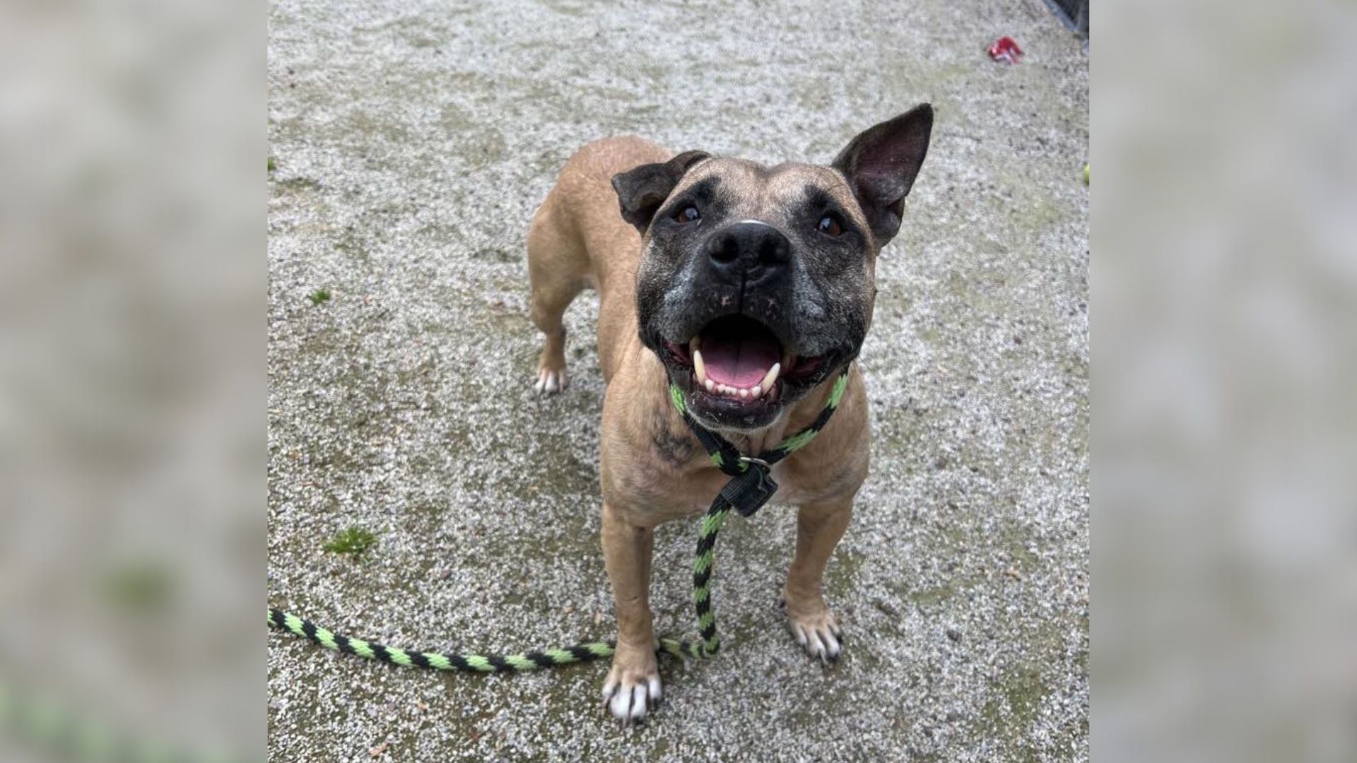 adopted dog