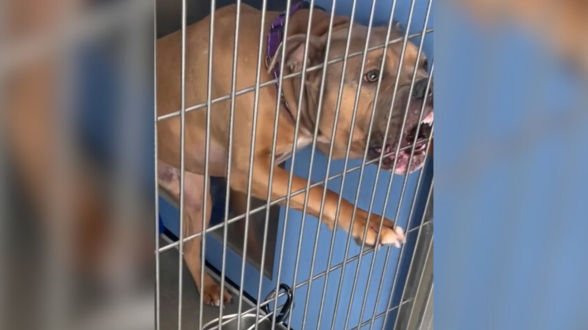 shelter dog