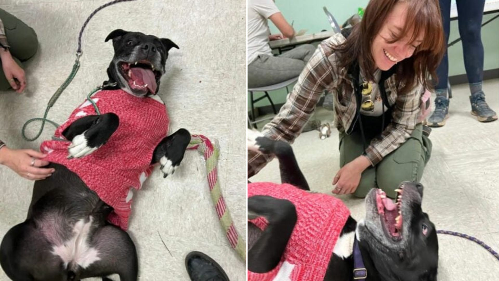 woman and shelter dog