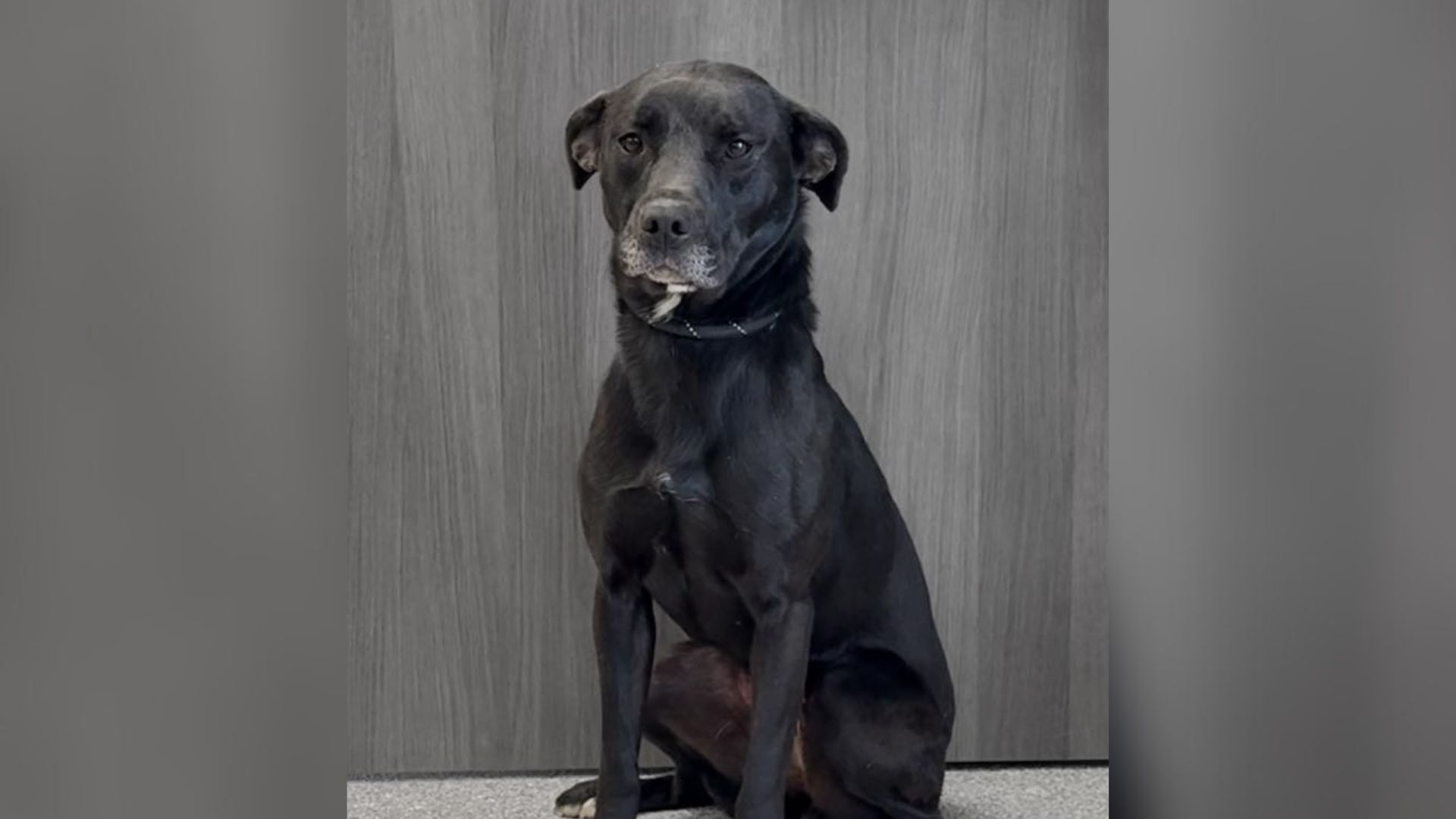 After Being Overlooked For So Long, Ohio Shelter Dog Gets The Best News