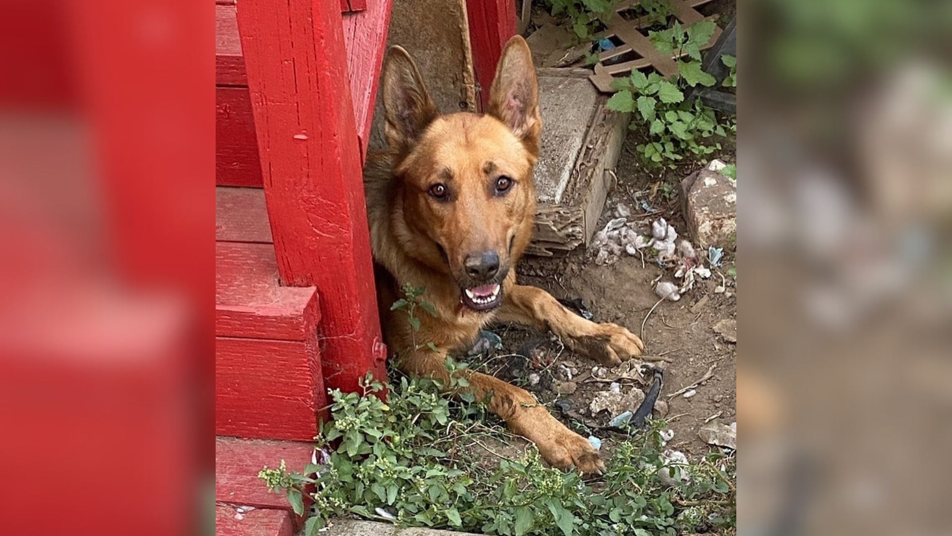 senior dog