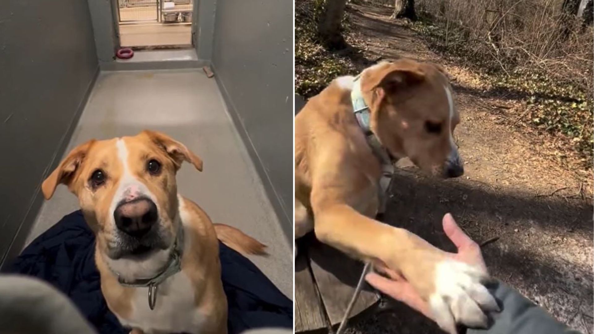 After Years Of Disappointments, This Loyal Shelter Dog From New York Still Waits For His Forever Family