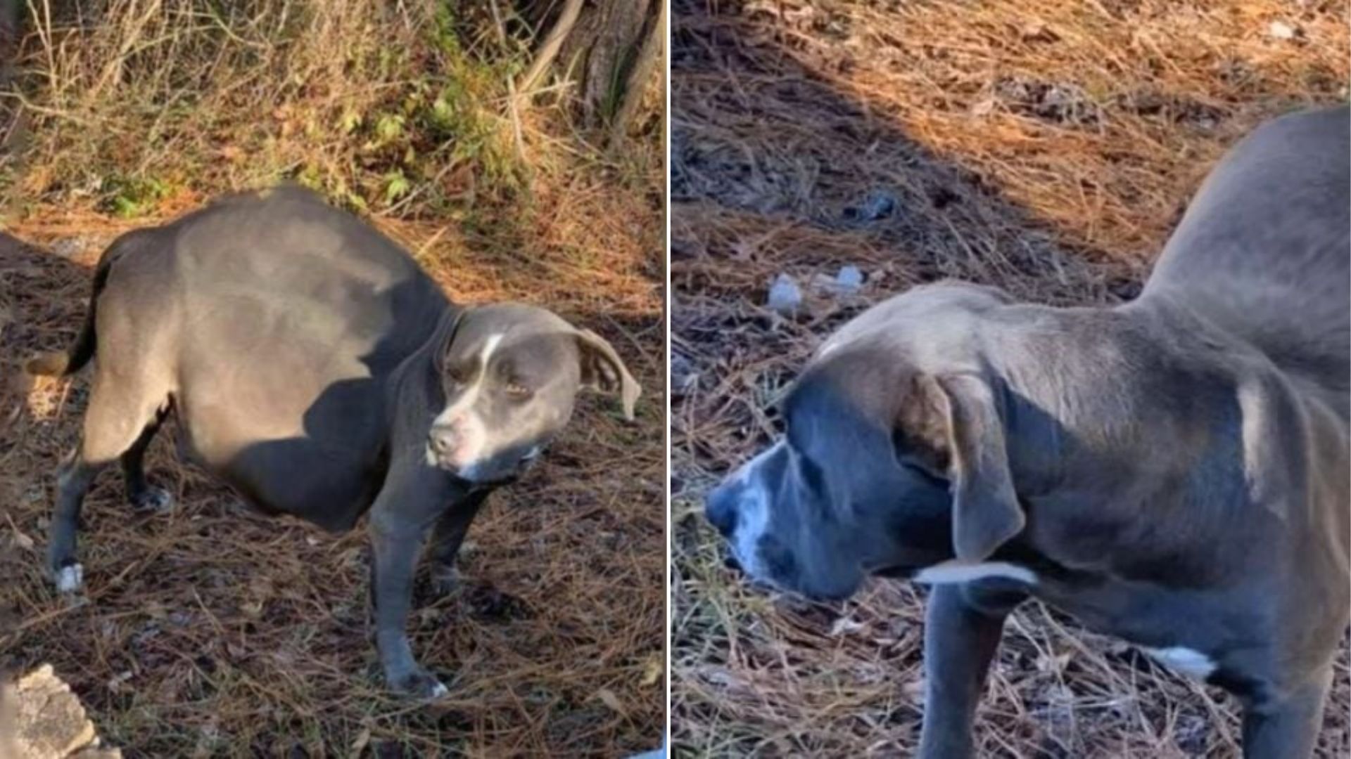 pregnant dog