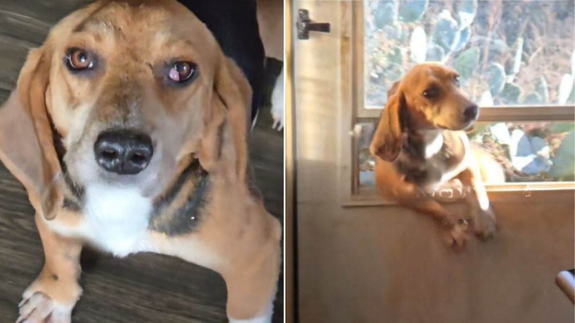 stray dog climbing through the window