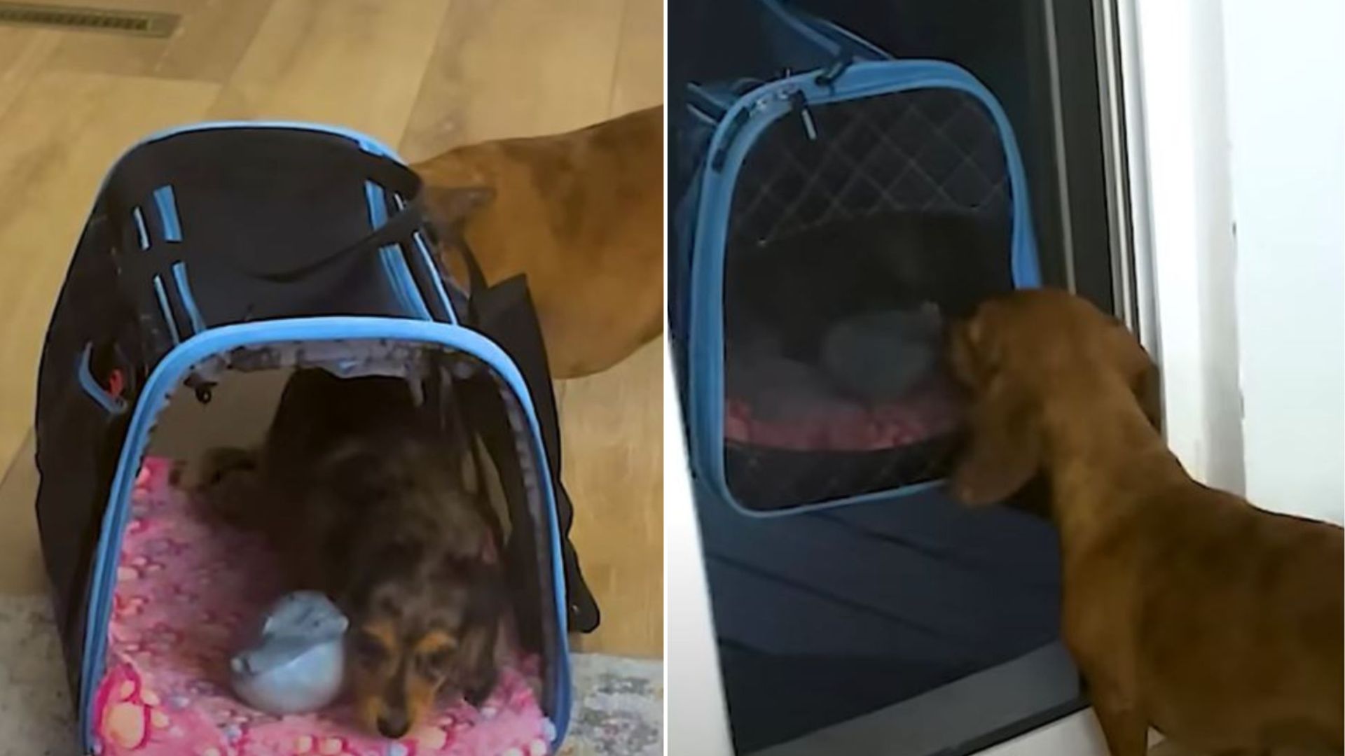 Amazing Colorado Couple Surprises Their Lonely Dog With The Best Gift Ever