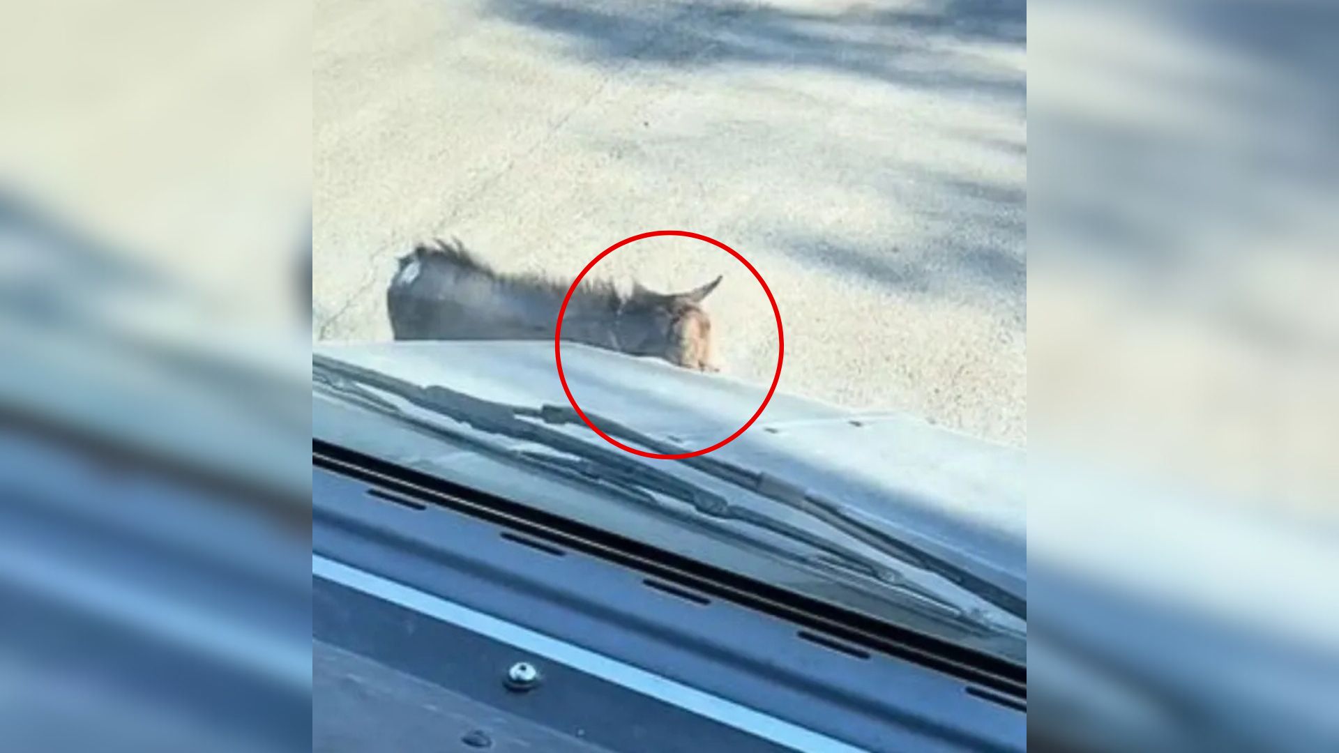 goat near truck