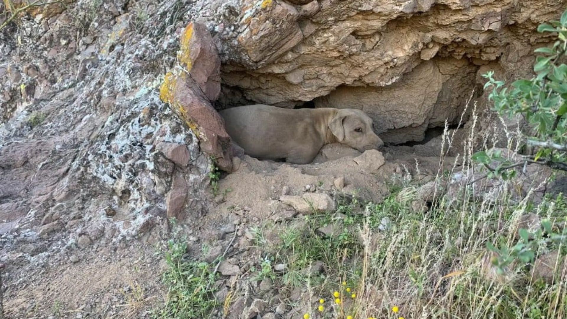 dog on mountain