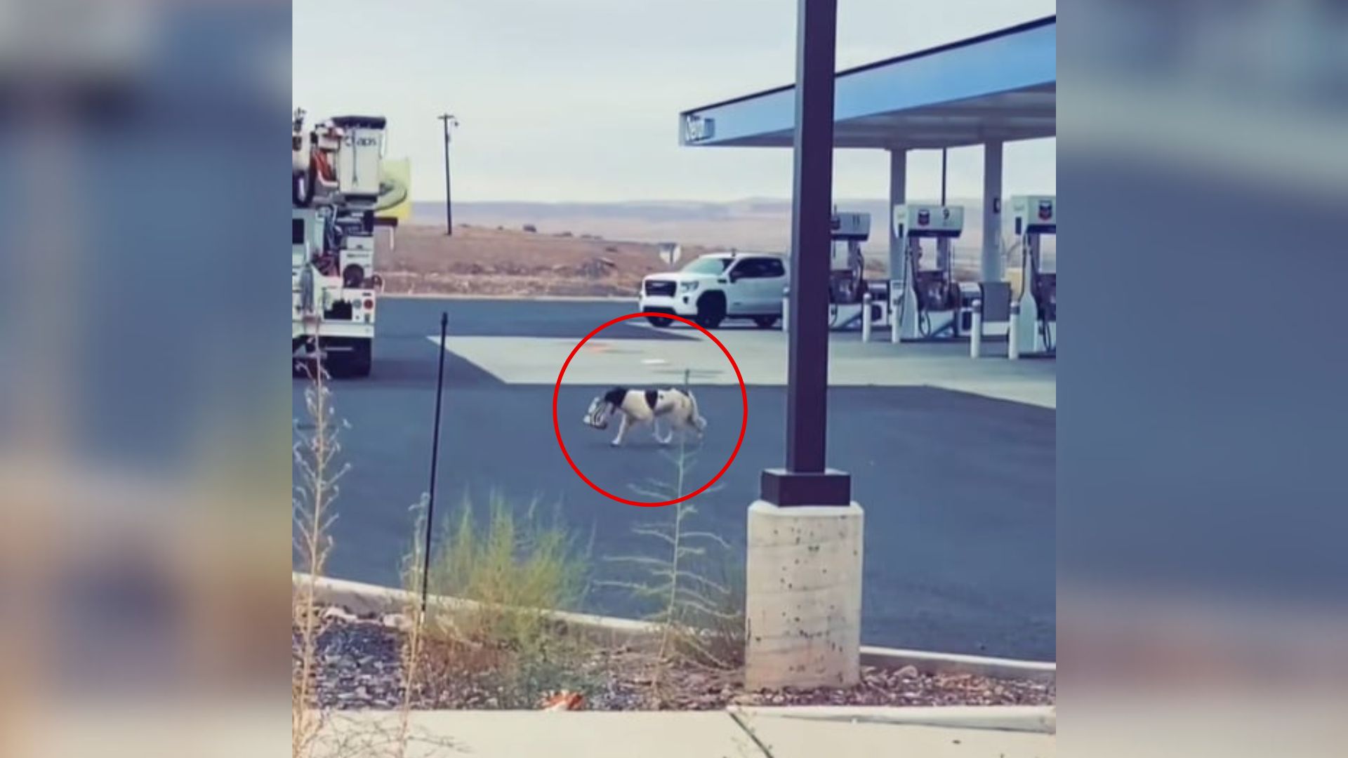 dog taking a food