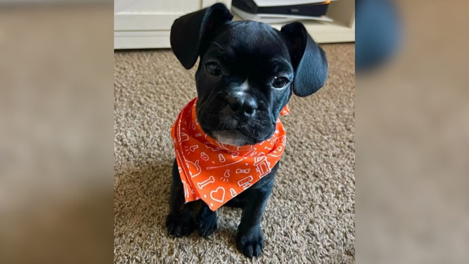Arizona Owners Stunned By Their Frenchie’s Unexpected Size, Soon Learn The Shocking Truth Through DNA Test