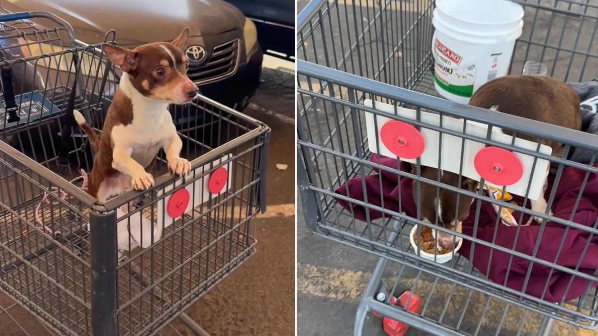 dog in cart