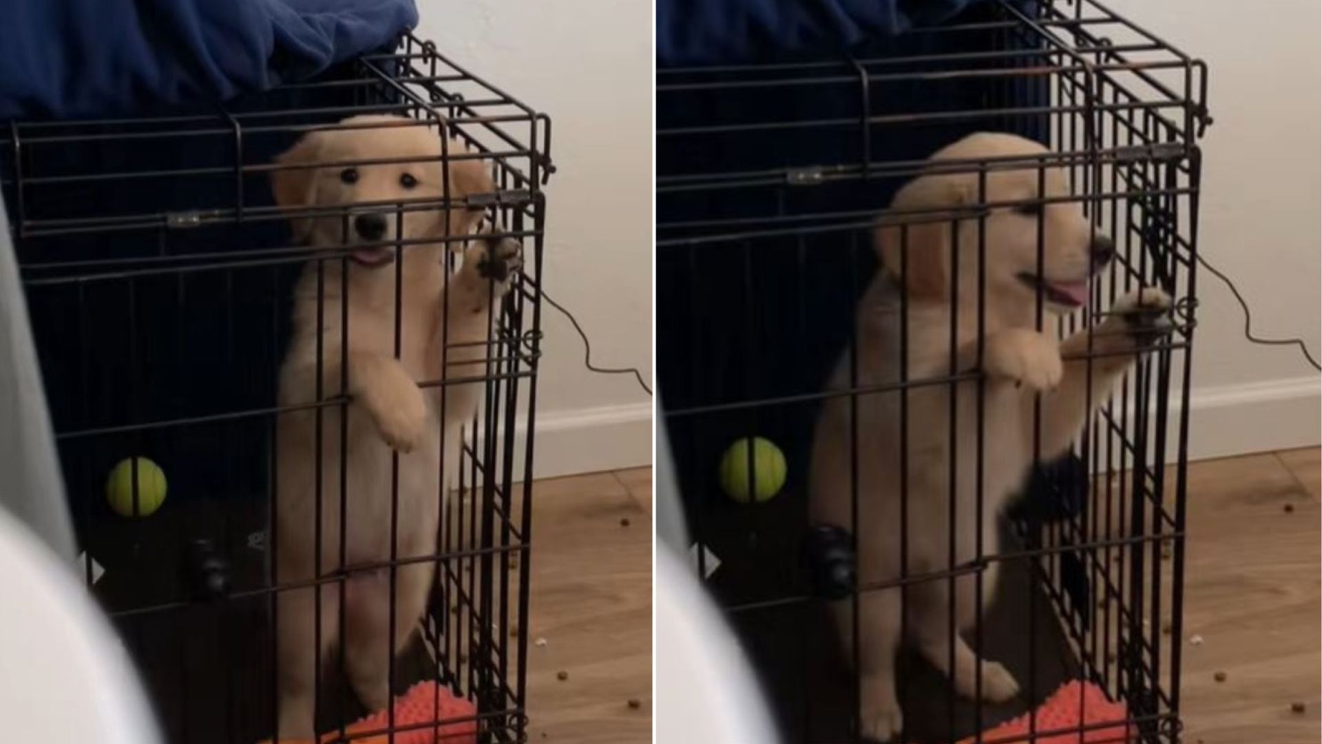 Arizona Woman Puzzled By Her Dog’s Ability To Get Out Of The Kennel, Then Finds Out How