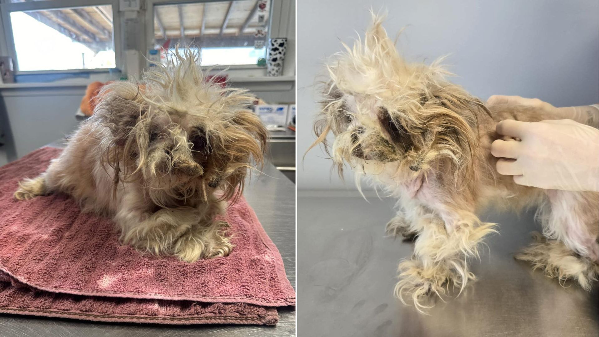abused dog