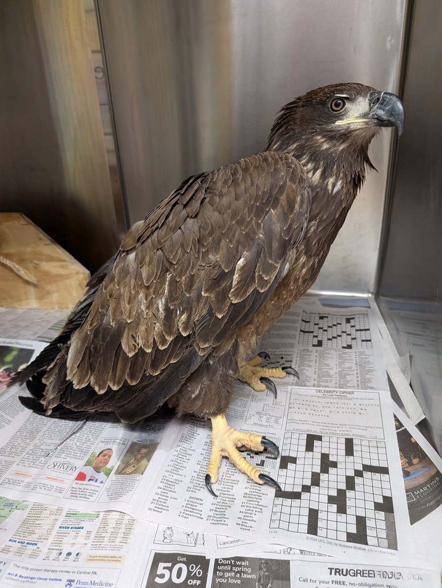 Bald Eagle
