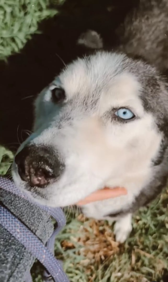 Beautiful Husky