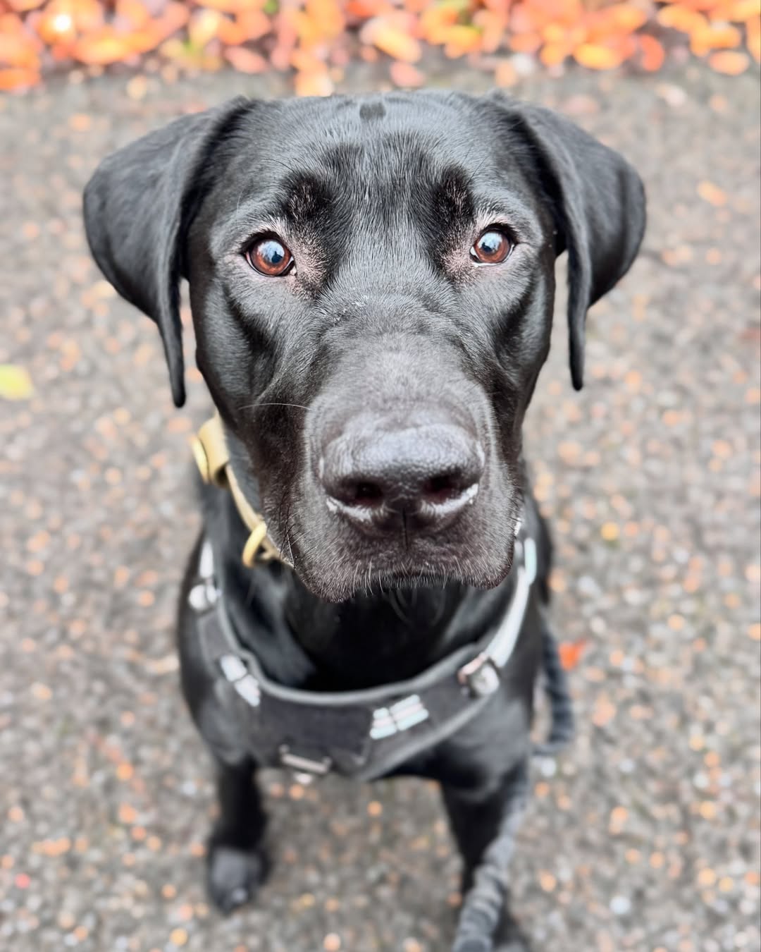 Beautiful black dog