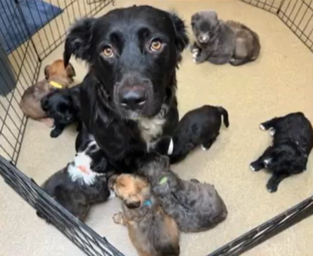 Big dog and puppies