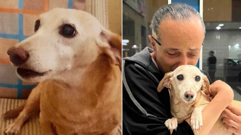 blind man and dog
