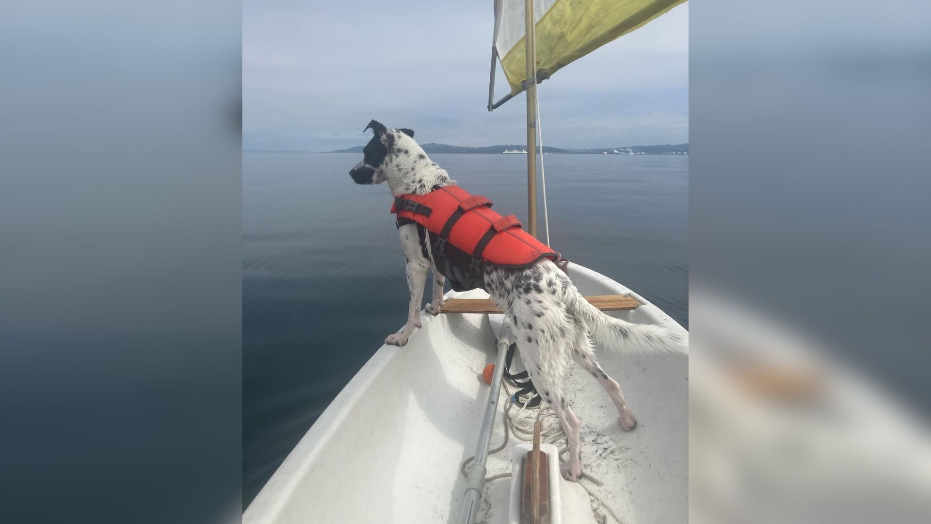 blind dog