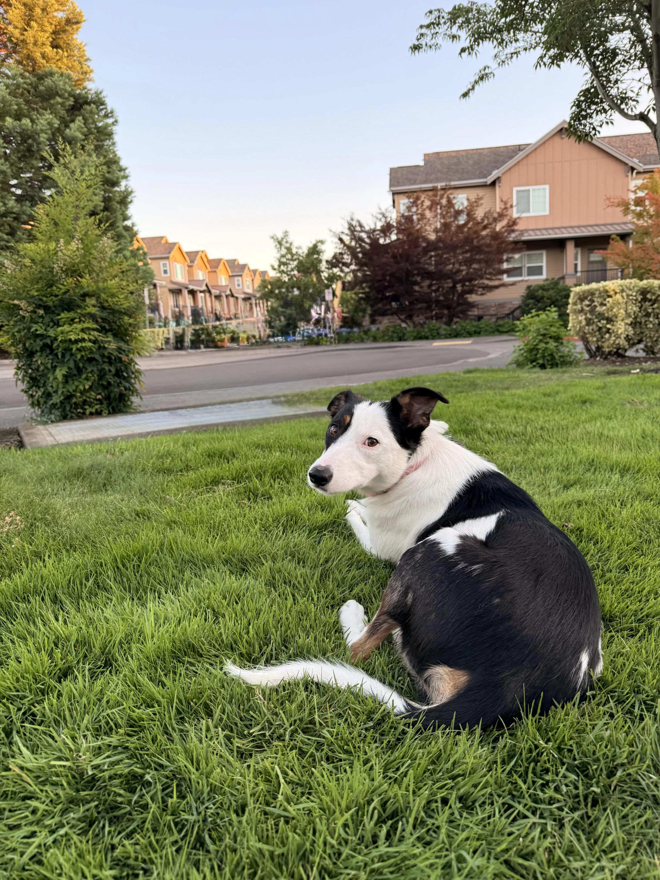 Border Collie laying down