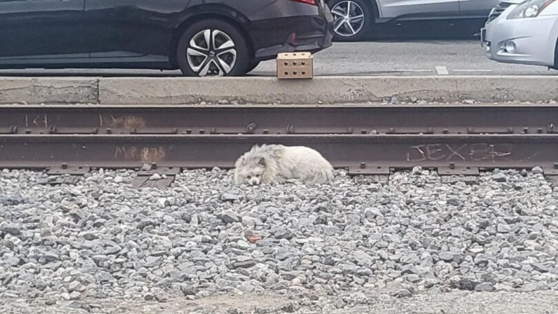Broken-Hearted Dog Found Sleeping On Dangerous California Railway Tracks, Hoping For A Chance